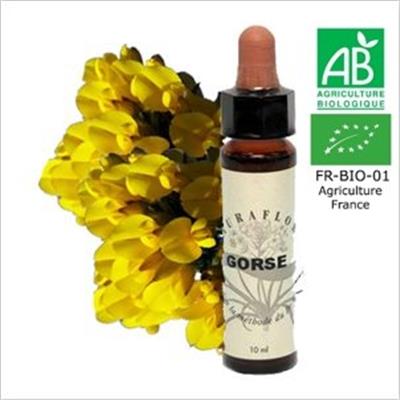 FLEUR DE BACH GORSE