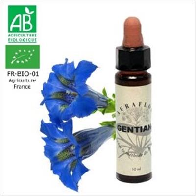 FLEUR DE BACH GENTIAN