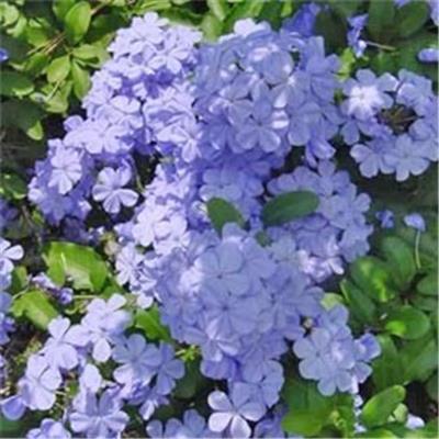 Plumbago