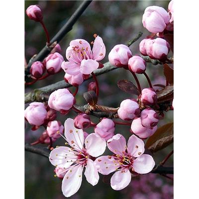 Prunus