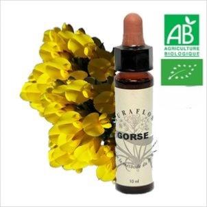 FLEUR DE BACH GORSE